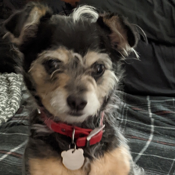 Meet your Posher, Bari - Picture 1 of 1